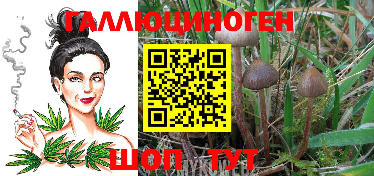 Псилоцибиновые грибы Psilocybe Борзя